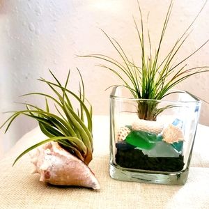 Airplant Beach Scene Decor